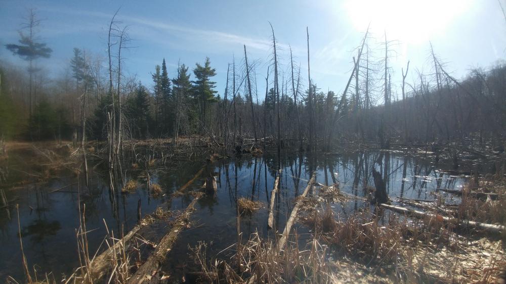 Quarantine Days 2021 in Gatineau: April 8th 2021