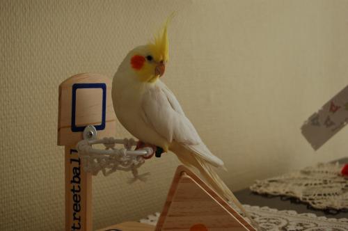 Quito joue au basket