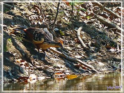 Petite soif pour le Hoatzin huppé (Opisthocomus hoazin) - Inkaterra Hacienda Concepcion - Puerto Maldonado - Pérou