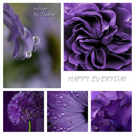 Collages violets