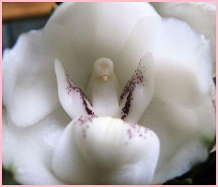 Fleurs Rares.