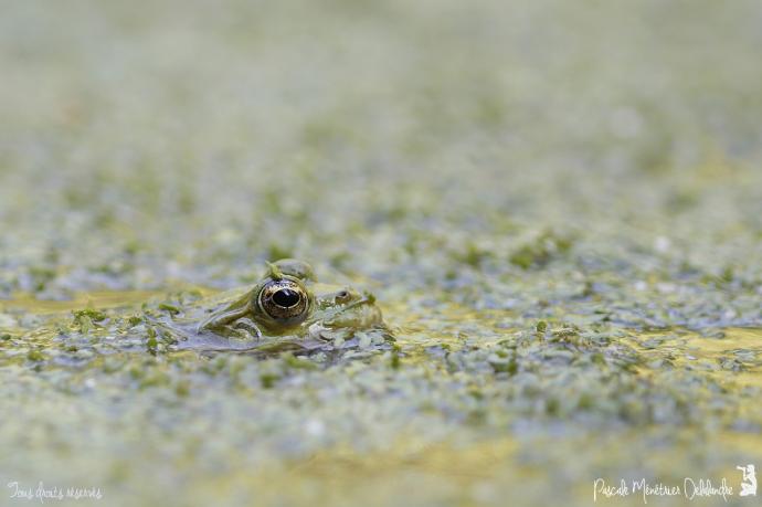Grenouilles Pelophylax sp.