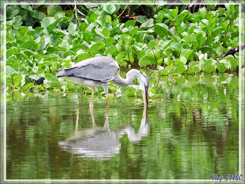 Retour vers l'hôtel avec rencontre, dans la forêt, d'un bizarre amphibien apode : un Gymnophiona, appelé Cécilie (Hypogeophis rostratus) - Ile Silhouette - Seychelles