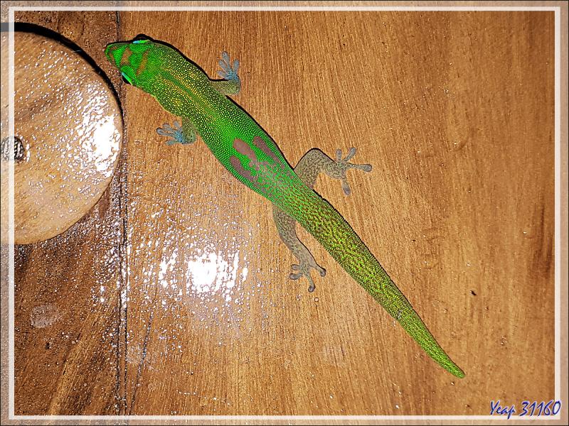 Gecko de jour poussière d'or, Gold Dust Day Gecko (Phelsuma laticauda) - Nosy Tsarabanjina - Archipel des Mitsio - Madagascar