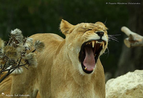 Grosse fatigue d'une Lionne