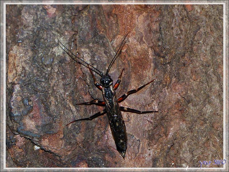 Guêpe solitaire type Ichneumon ou type Sirex ... - Saint-Lary - 09