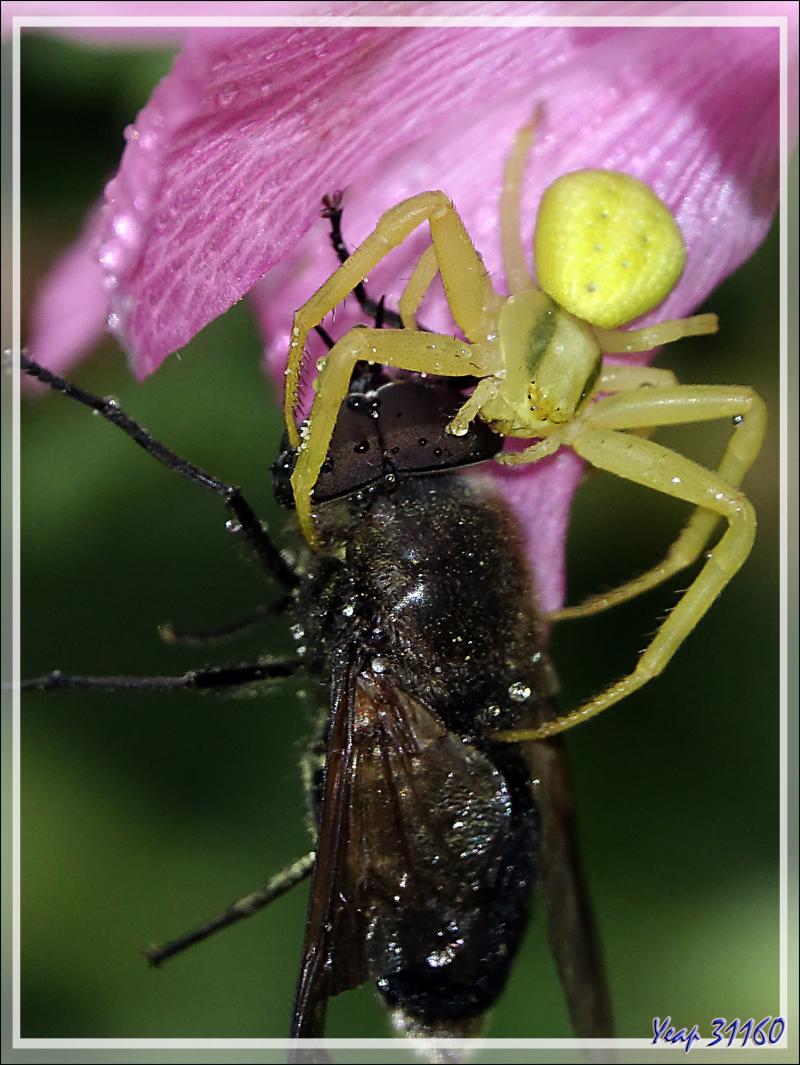 L'Araignée crabe Thomise variable jaune et son énorme proie : un taon (Tabanus sudeticus ?) mâle - Lartigau - Milhas - 31