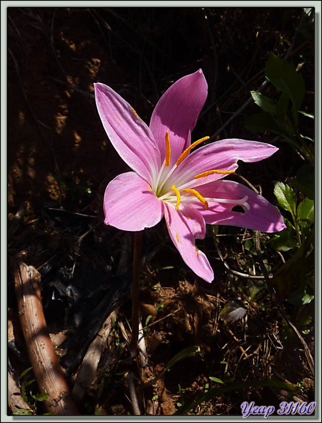 Blog de images-du-pays-des-ours : Images du Pays des Ours (et d'ailleurs ...), Traversée des collines entre Nagarkot et Katmandou: Pink rain lily (Zephyranthes carinata) - Népal