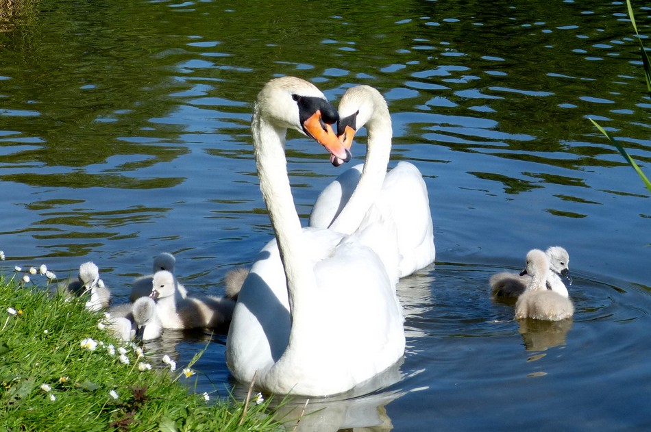 2014, l'année de ma Famille Cygnes