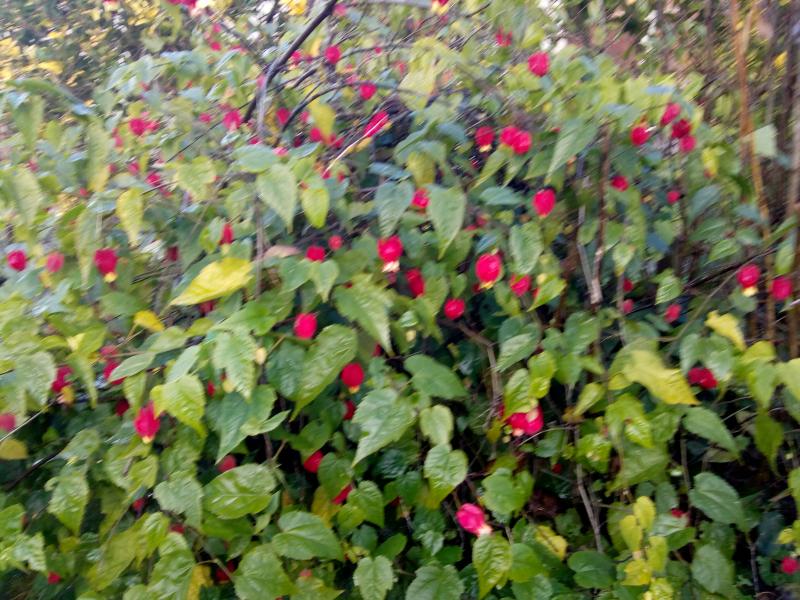 un abutilon qui peut être dans les jardins même l'hiver