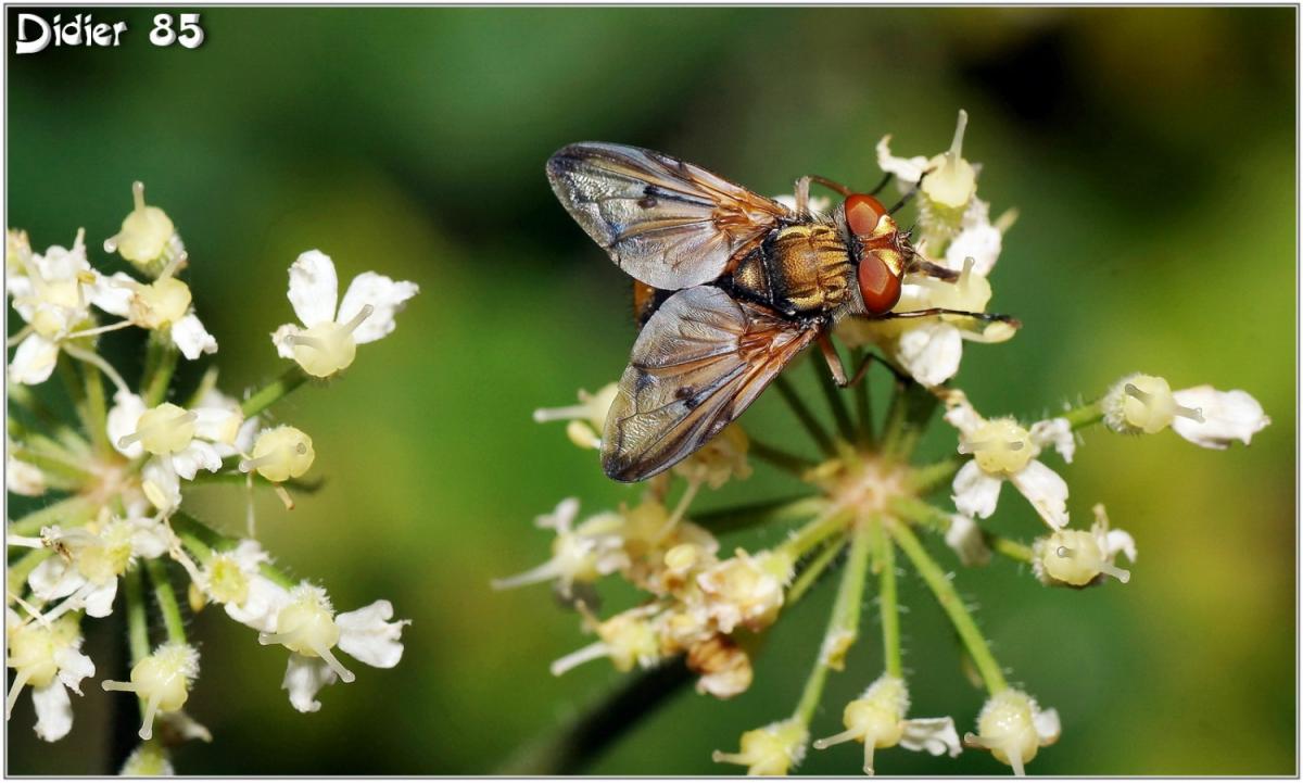 Phasie Crassipenne (1) - Ectophasia crassipennis