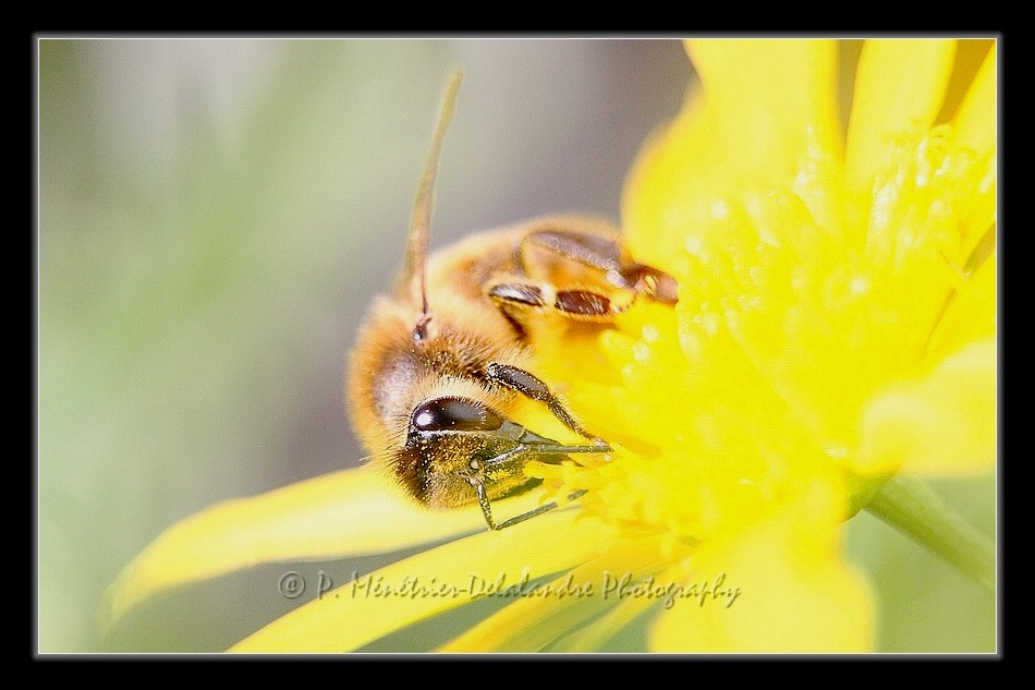 Abeille...