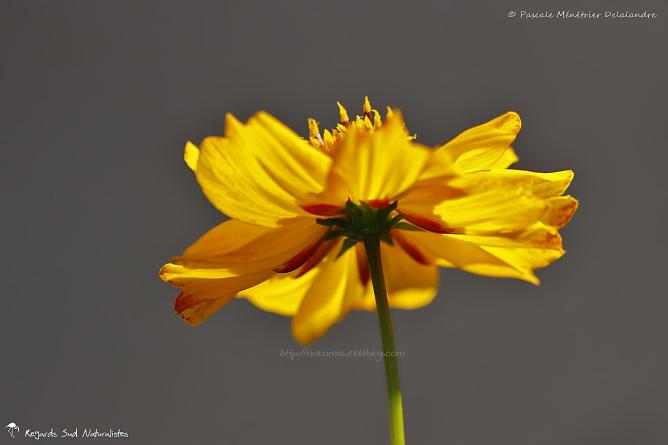 Coreopsis