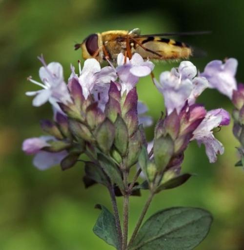 Fleurs cultivées : Marjolaine