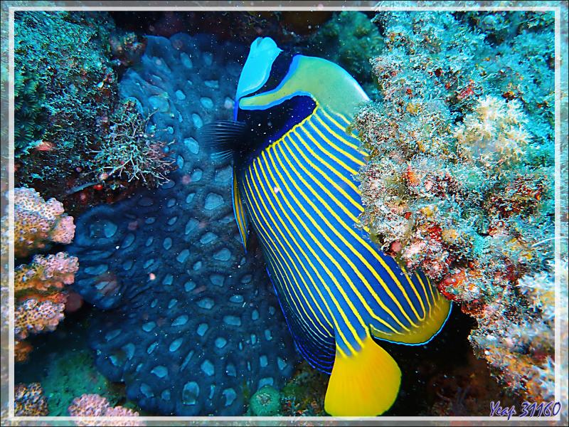 Poisson-ange empereur, Emperor angelfish (Pomacanthus imperator) - Antsoha (Rocher 4ème Frère) - Tsarabanjina - Mitsio - Madagascar
