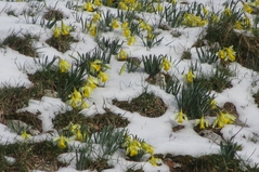 28 mars - enfin de la neige!