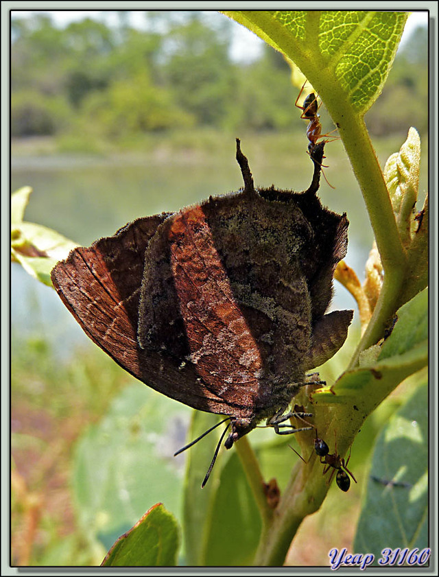 Blog de images-du-pays-des-ours : Images du Pays des Ours (et d'ailleurs ...), Papillon et fourmis: compétition pour le suc d'un arbuste - Parc National de Chitwan - Teraï - Népal