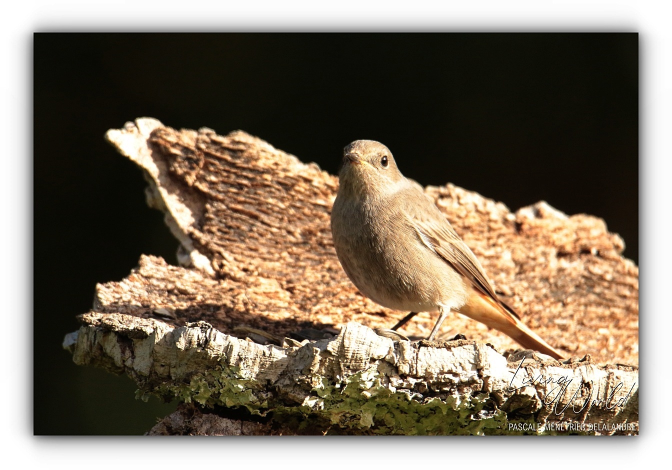 Certains Rougequeues ont décidé de rester au refuge cet hiver.