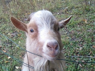 Qui veut de deux jolis petits boucs nains ??