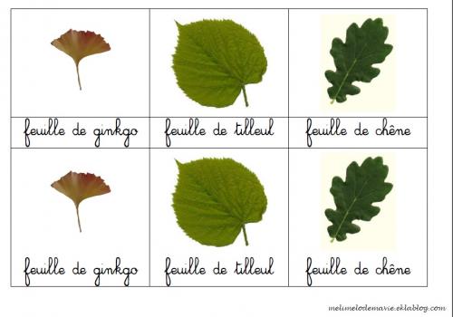 cartes classifiées feuilles