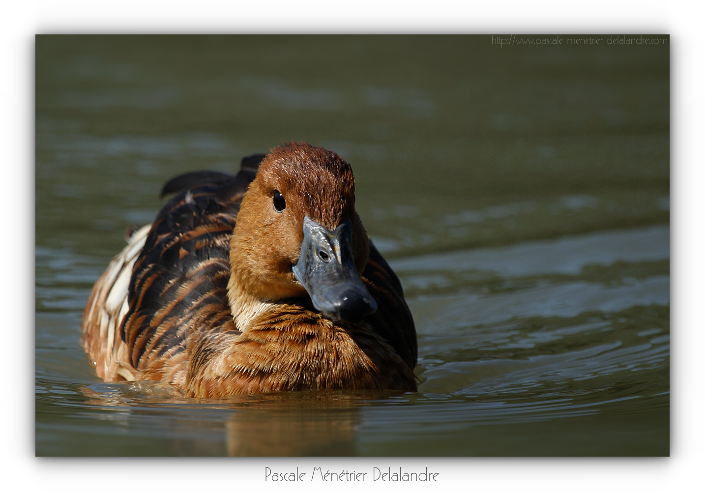 Dendrocygne Fauve 