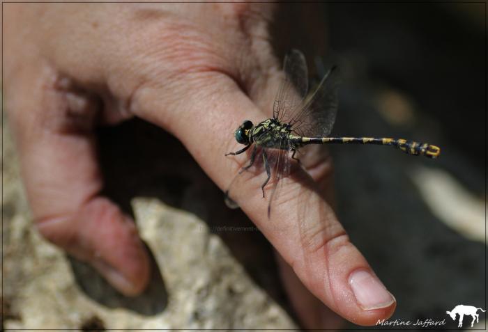 Onychogomphe à crochets ♂ - Onychogomphus uncatus