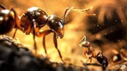 Ignara : Le Monde des Fourmis