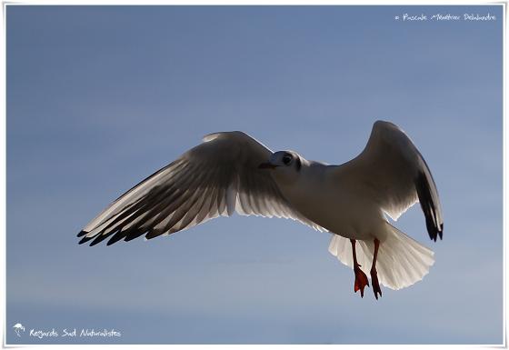 Mouette rieuse