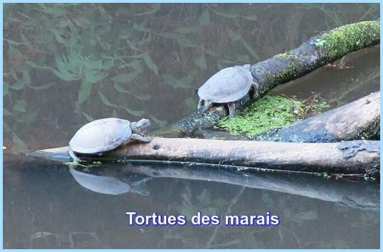 ⊱♥⊱╮ღ꧁  40 LES LANDES ꧂ღ ⊱♥≺  