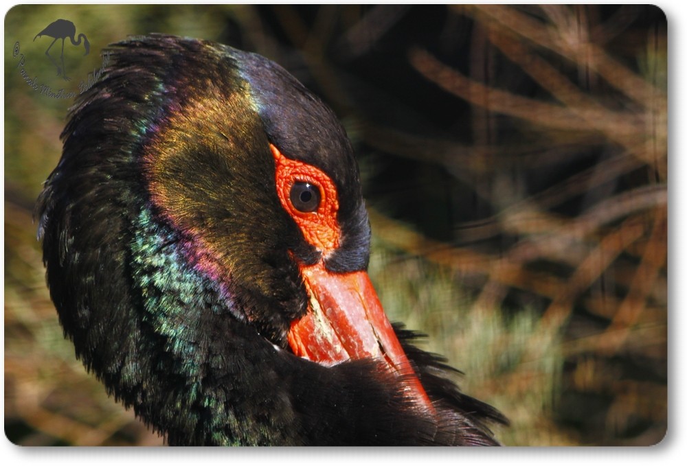 Portraits de Cigogne noire...