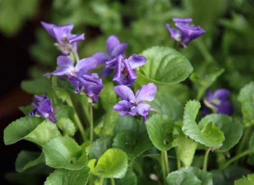Fleurs cultivées ; Violette de Parme