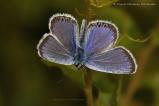 Lycaenidae