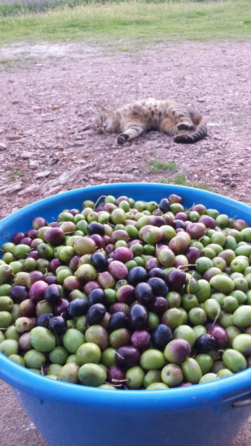 De l'arbre à l'assiette...