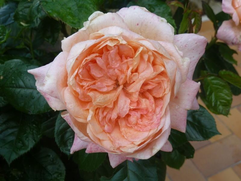 La rose ... son histoire ...
