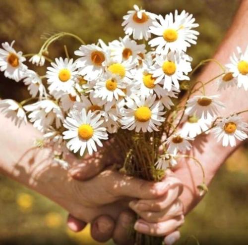 Bouquets marguerites(2)