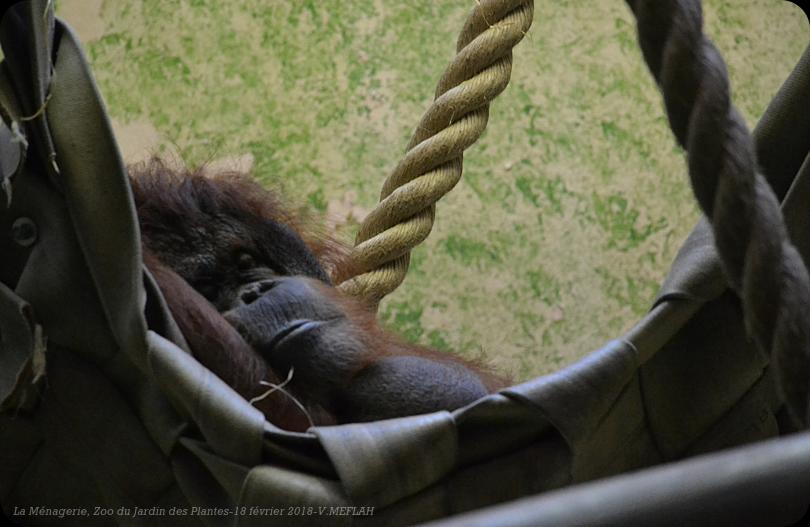 Ménagerie du Jardin des Plantes : L'Orang-Outan (2)