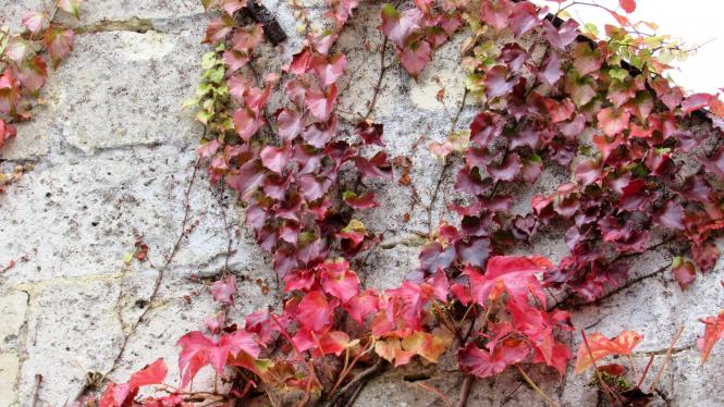 Proverbes réconfortants et citations motivantes (fin)