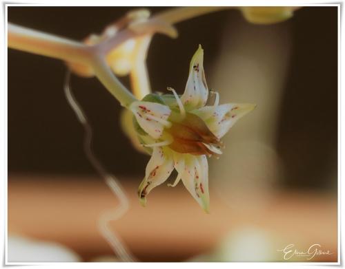 Jardin d'hiver