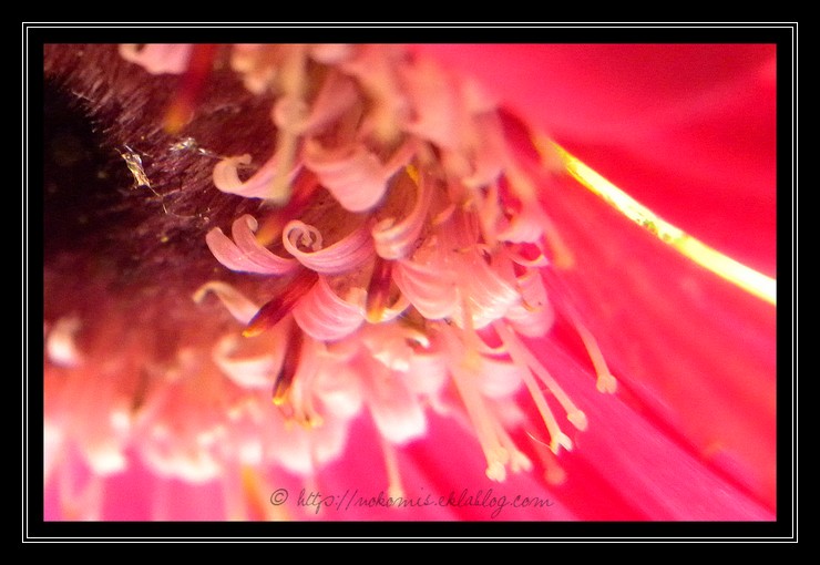 Telle une abeille, au coeur des fleurs
