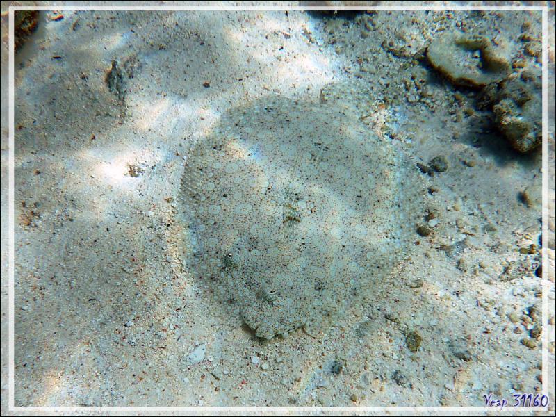 Turbot tropical ou Rombou tropicale ou Sole tropicale, Flowery flounder (Bothus mancus) - Pension Kuriri - Maupiti - Polynésie française