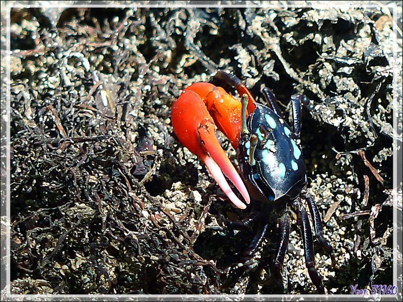 Crabe violoniste commun mâle, Common fiddler crab (Uca tetragonon) - Huahine - Polynésie française