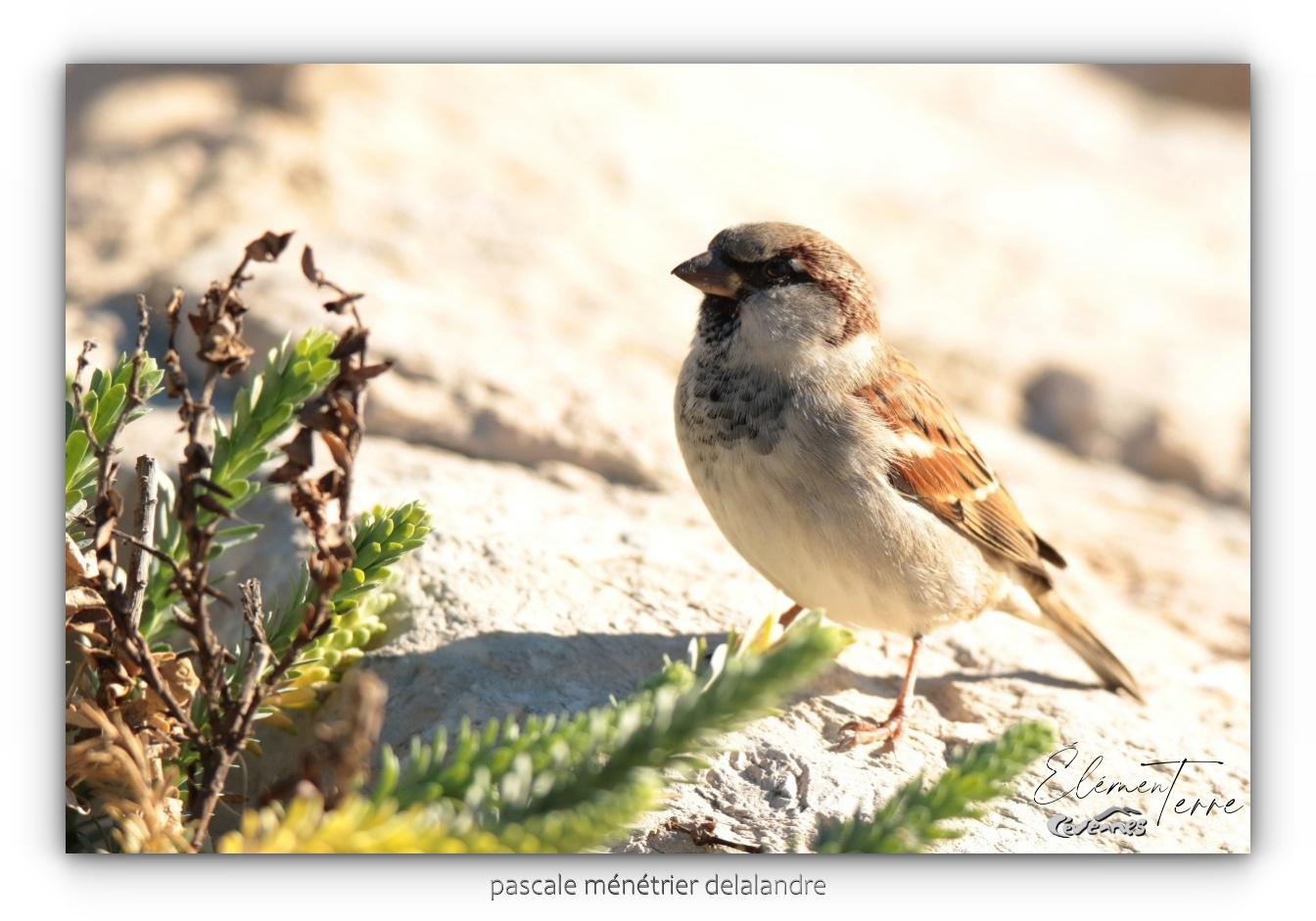 Moineaux domestiques