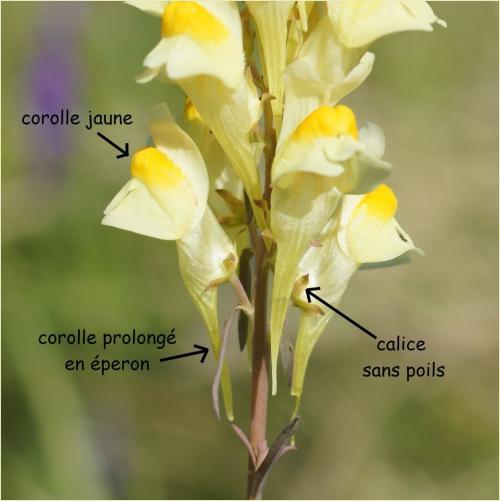 Fleurs cultivées : Linaires