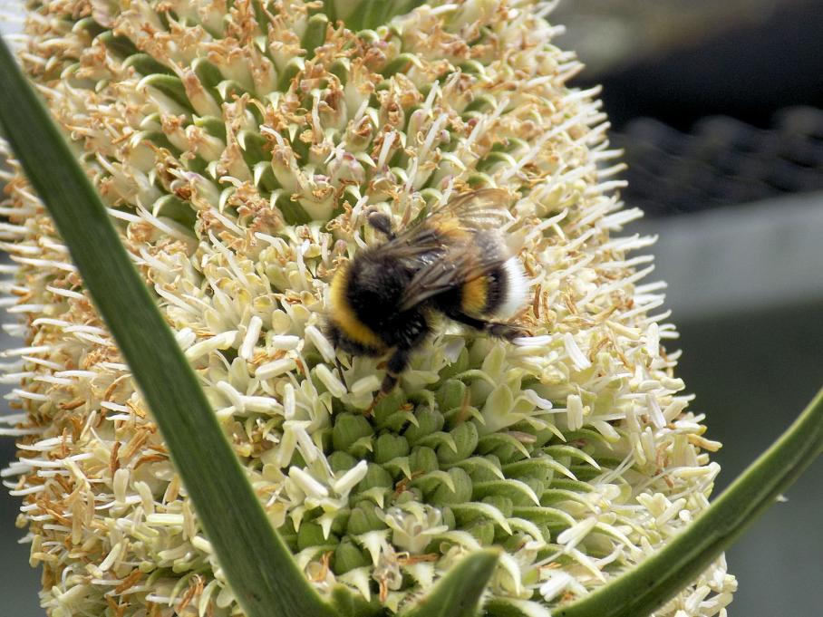 Cardères cultivées et butineurs