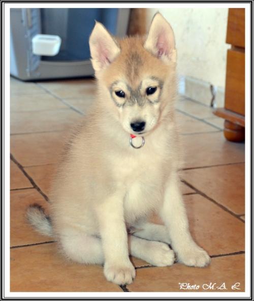 Lucky (2 mois)