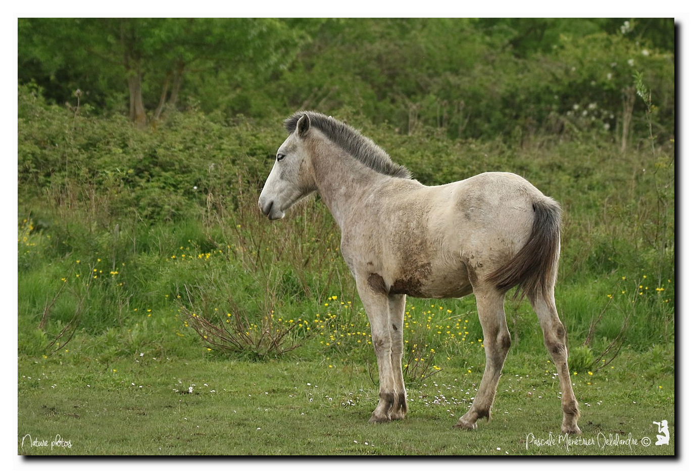 Poulains Camarguais