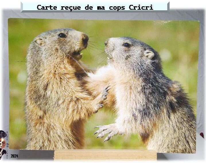 Vous êtes adorables 