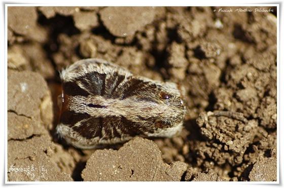 Lycose de Narbonne ♀ (Lycosa narbonensis)