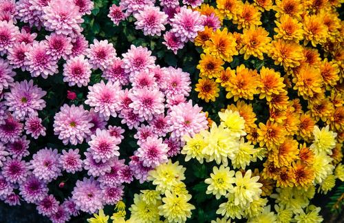 Fleurs de la Toussaint