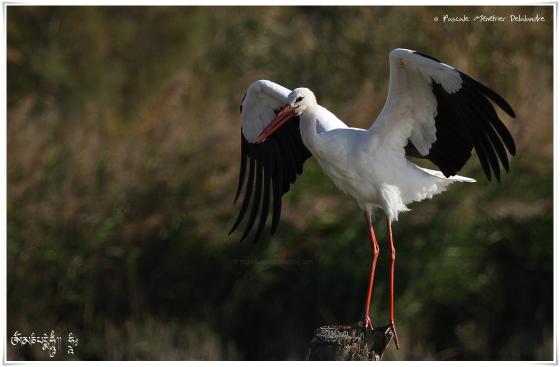 Cigogne blanche - Ciconia ciconia - White Stork